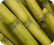 cultura andermatt Cana-de-açucar cultura andermatt Cana-de-açucar