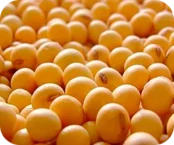 Cultura Soja Cultura Soja