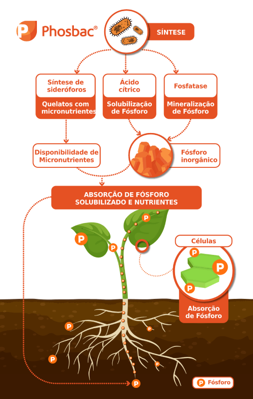 modo-de-acao-phosbac-andermatt-em-curitiba