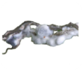 Doença Mofo Branco Doença Mofo Branco