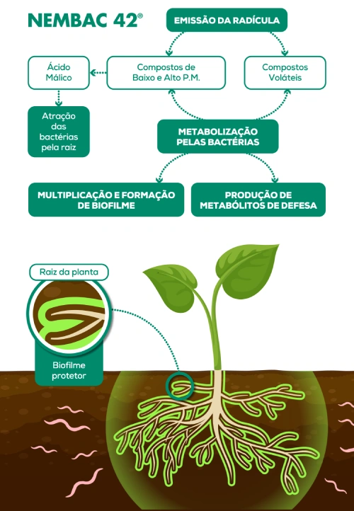 Modo de Ação do Nembac 42 Modo de Ação do Nembac 42