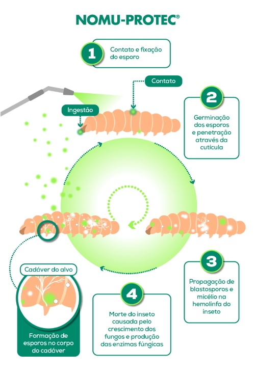 Modo de Ação do Nomu-Protec Modo de Ação do Nomu-Protec