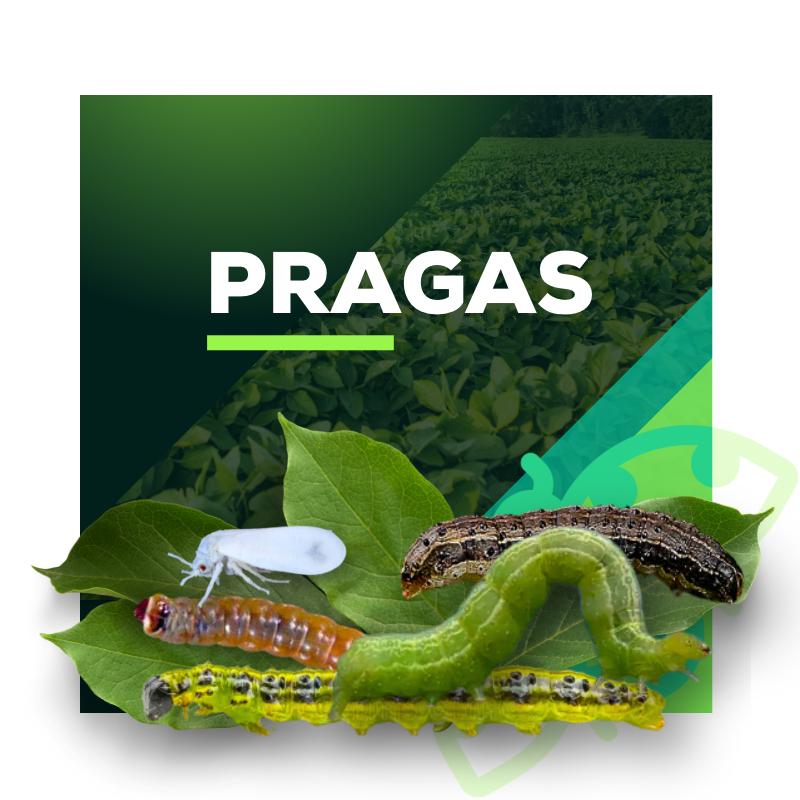 pragas-que-sao-combatidas-pela-andermatt